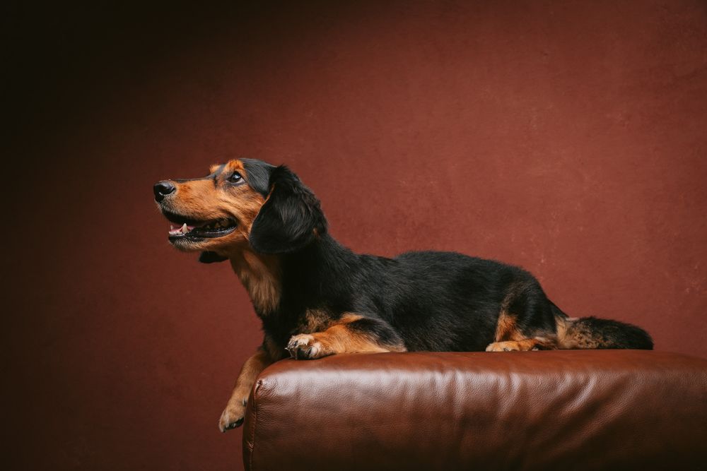 Dogs portrait by Furtographed