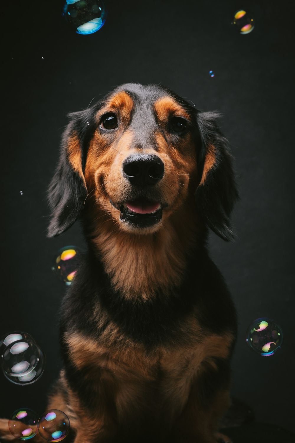 Dogs portrait by Furtographed