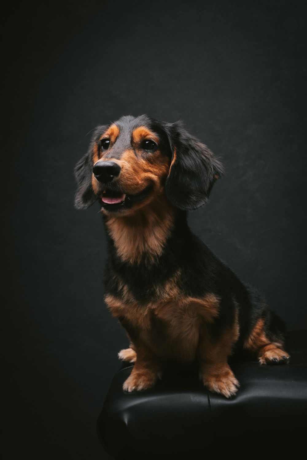 Dogs portrait by Furtographed
