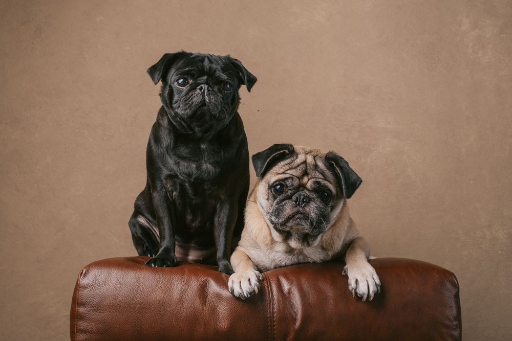 Dogs portrait by Furtographed