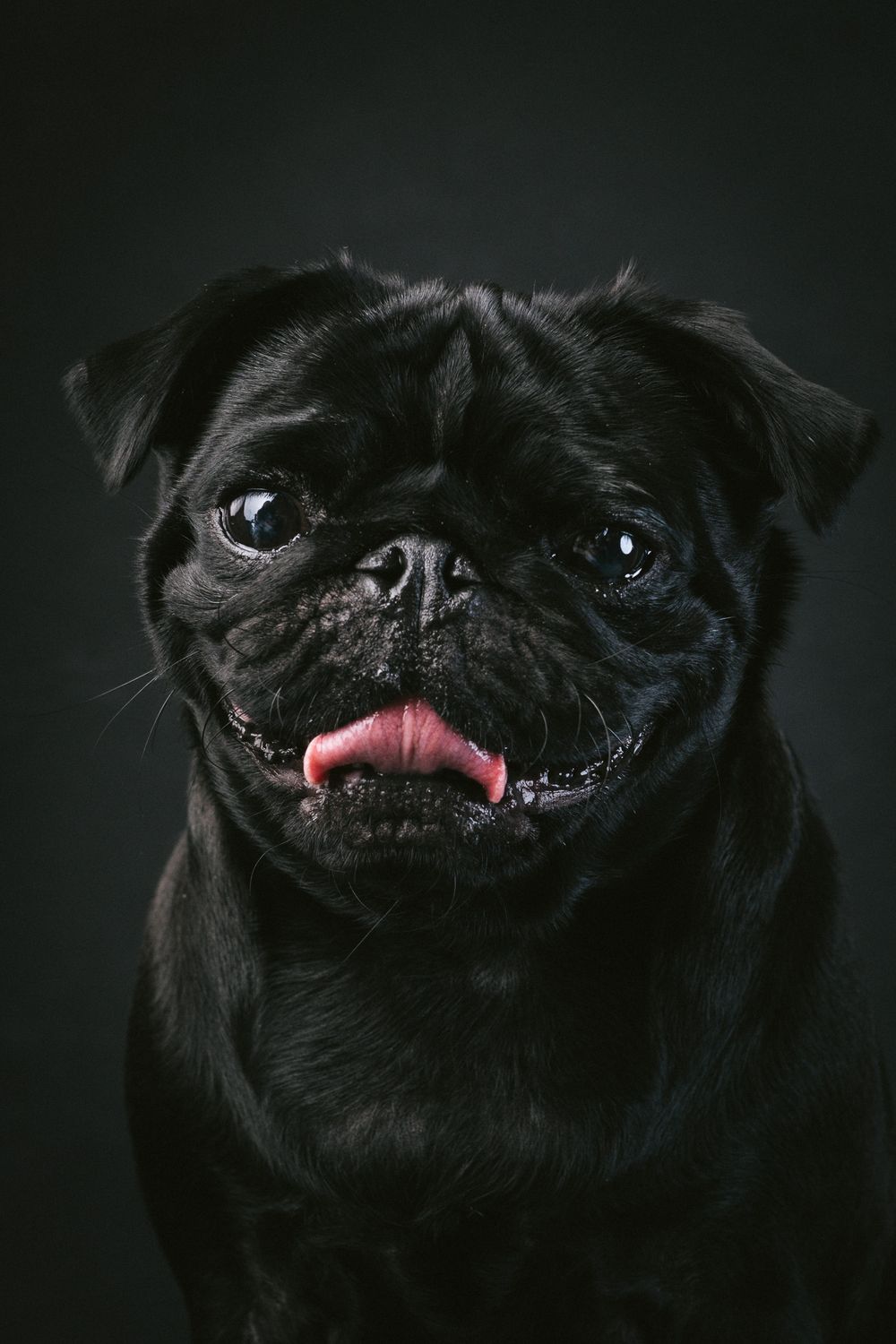 Dogs portrait by Furtographed