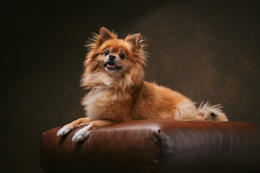 Dogs portrait by Furtographed
