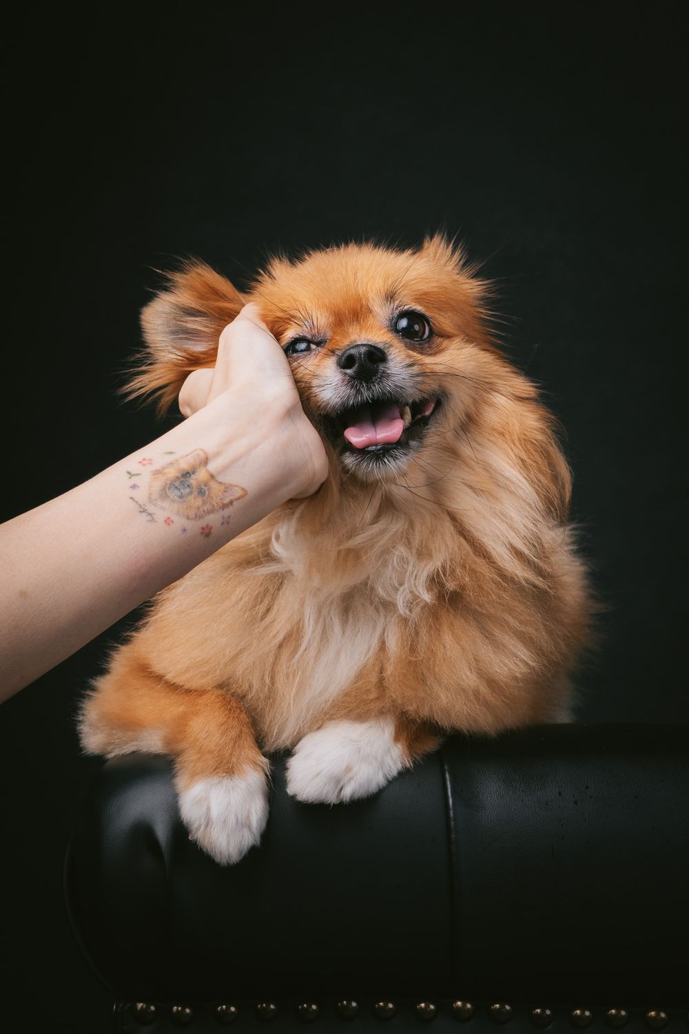 Dogs portrait by Furtographed