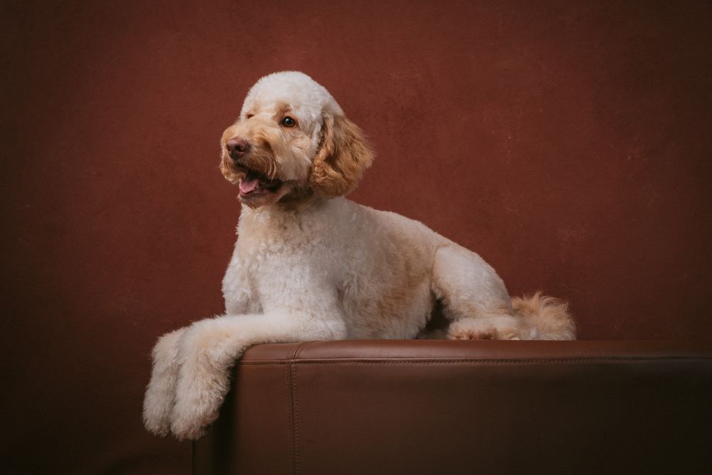 Dogs portrait by Furtographed