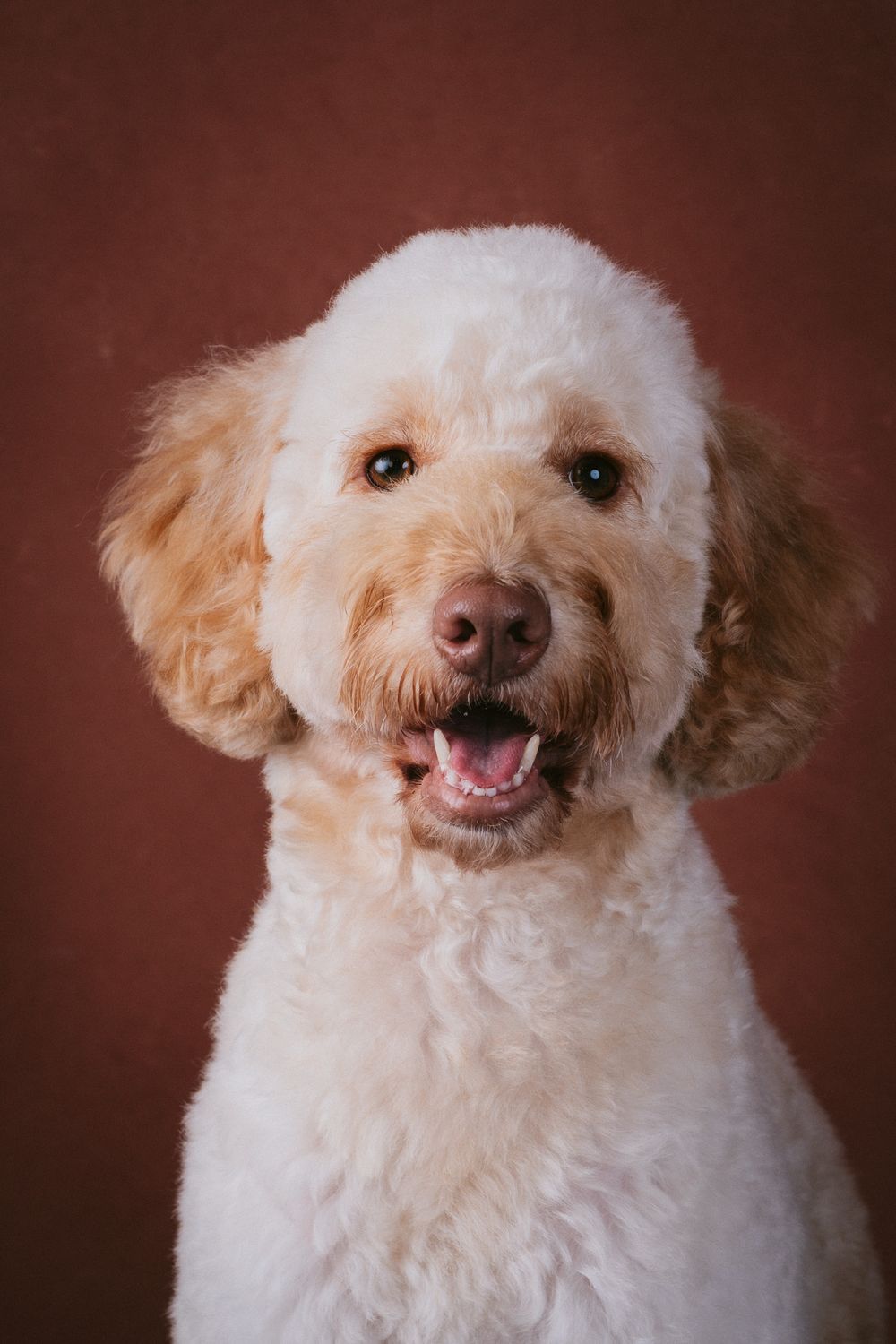 Dogs portrait by Furtographed