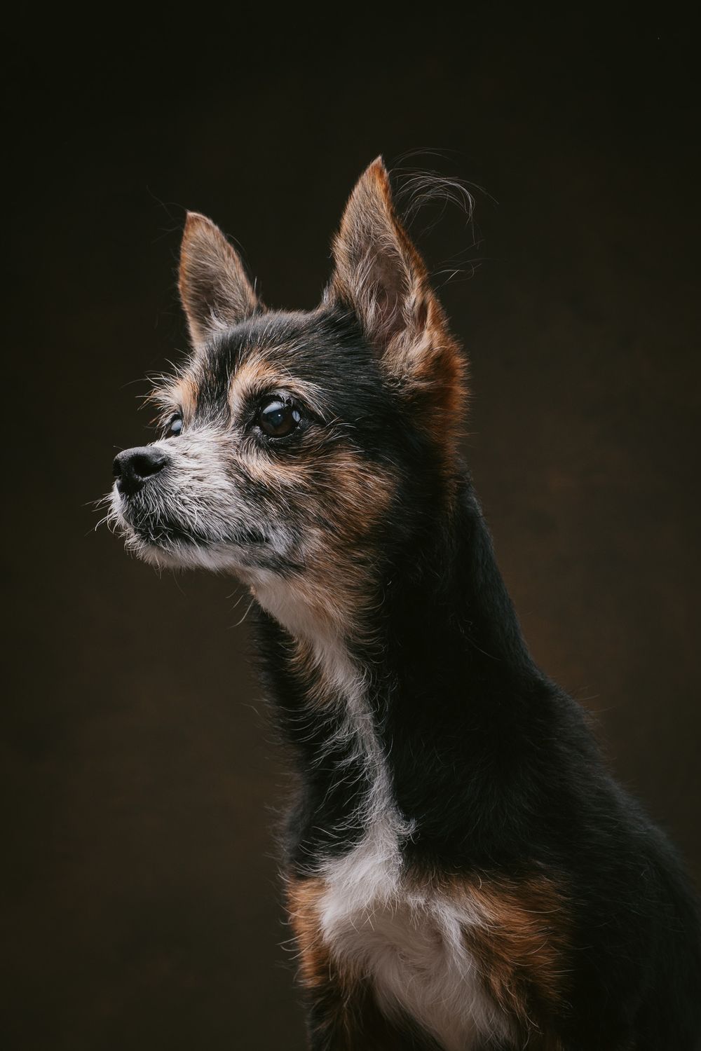 Dogs portrait by Furtographed