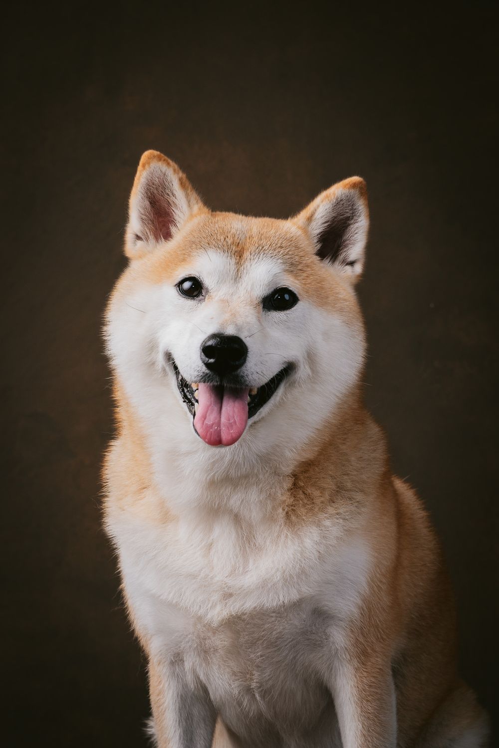 Dogs portrait by Furtographed