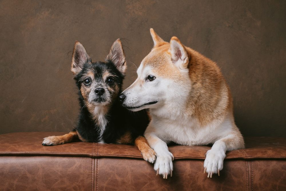 Dogs portrait by Furtographed
