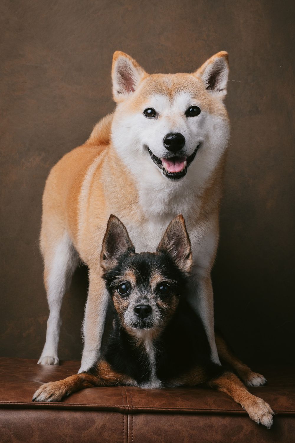 Dogs portrait by Furtographed