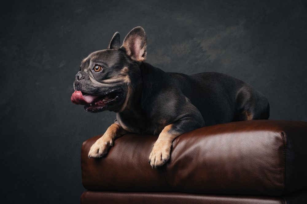 Dogs portrait by Furtographed