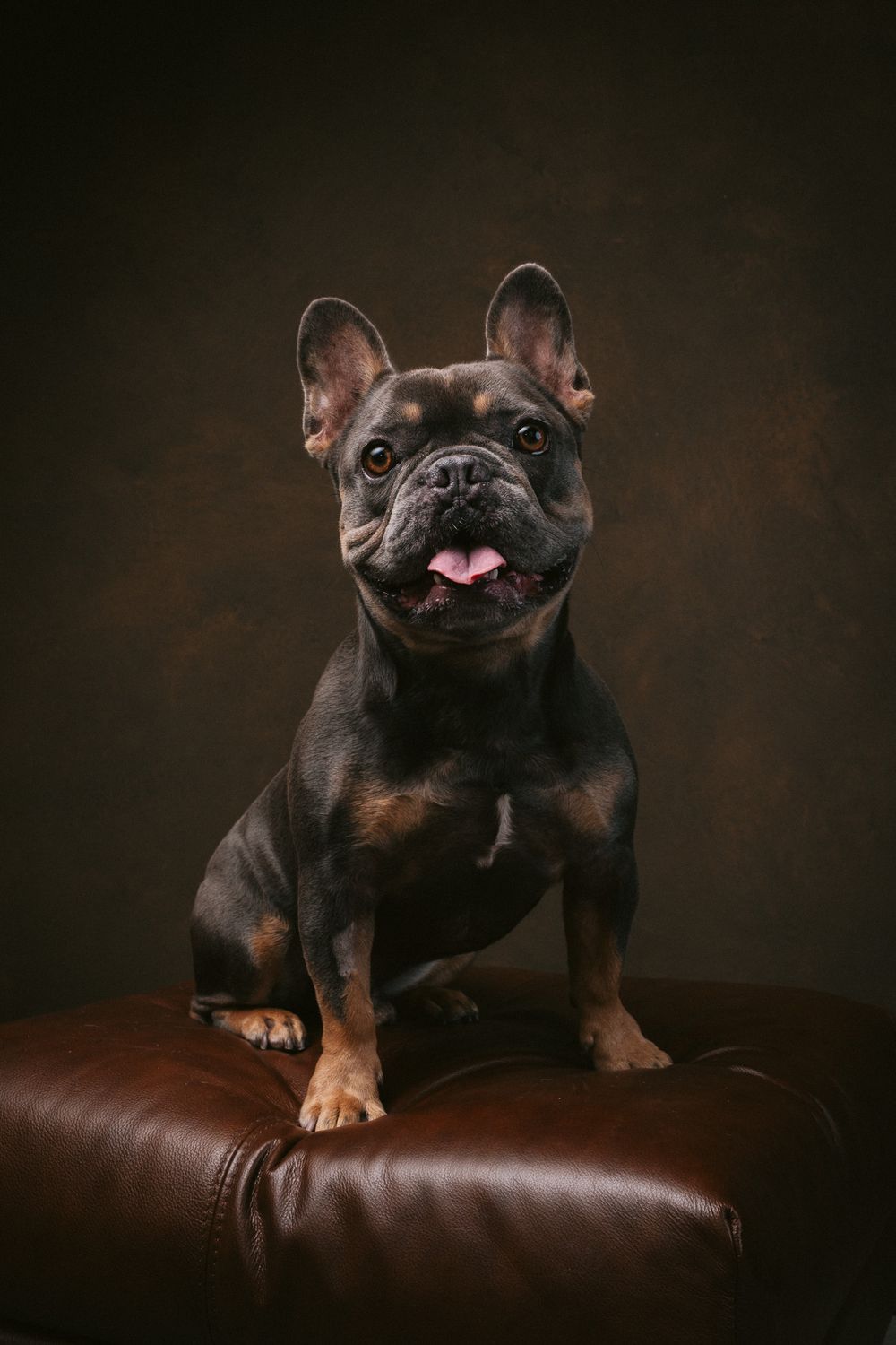 Dogs portrait by Furtographed