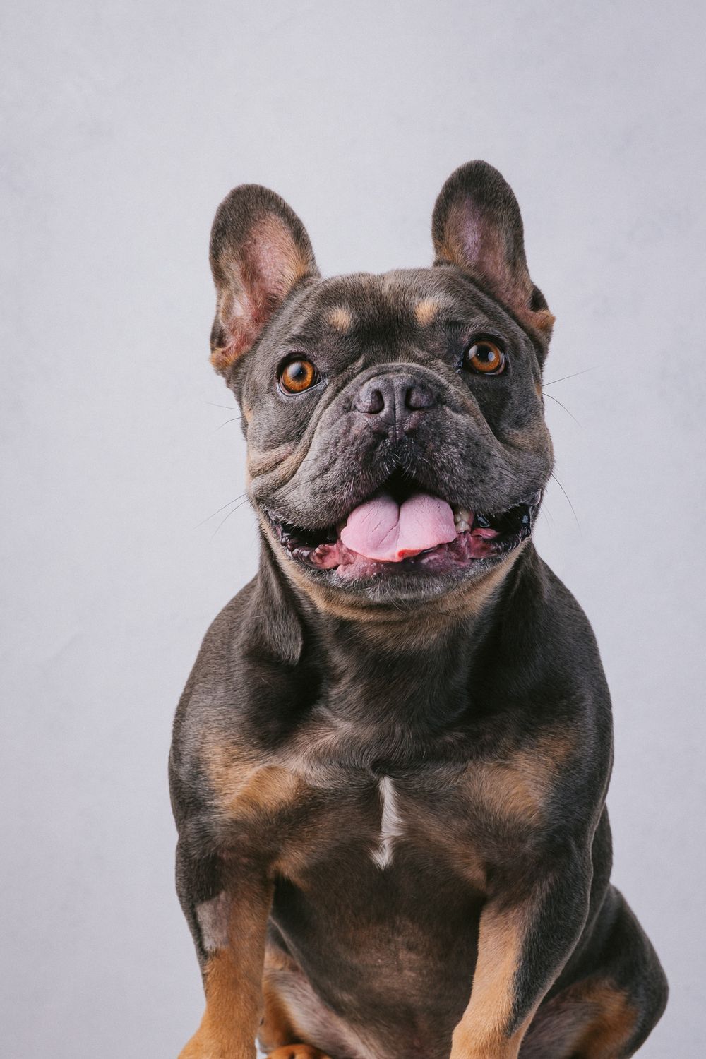 Dogs portrait by Furtographed