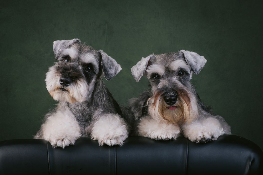Dogs portrait by Furtographed