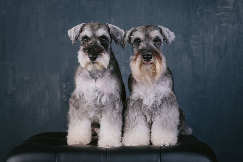 Dogs portrait by Furtographed
