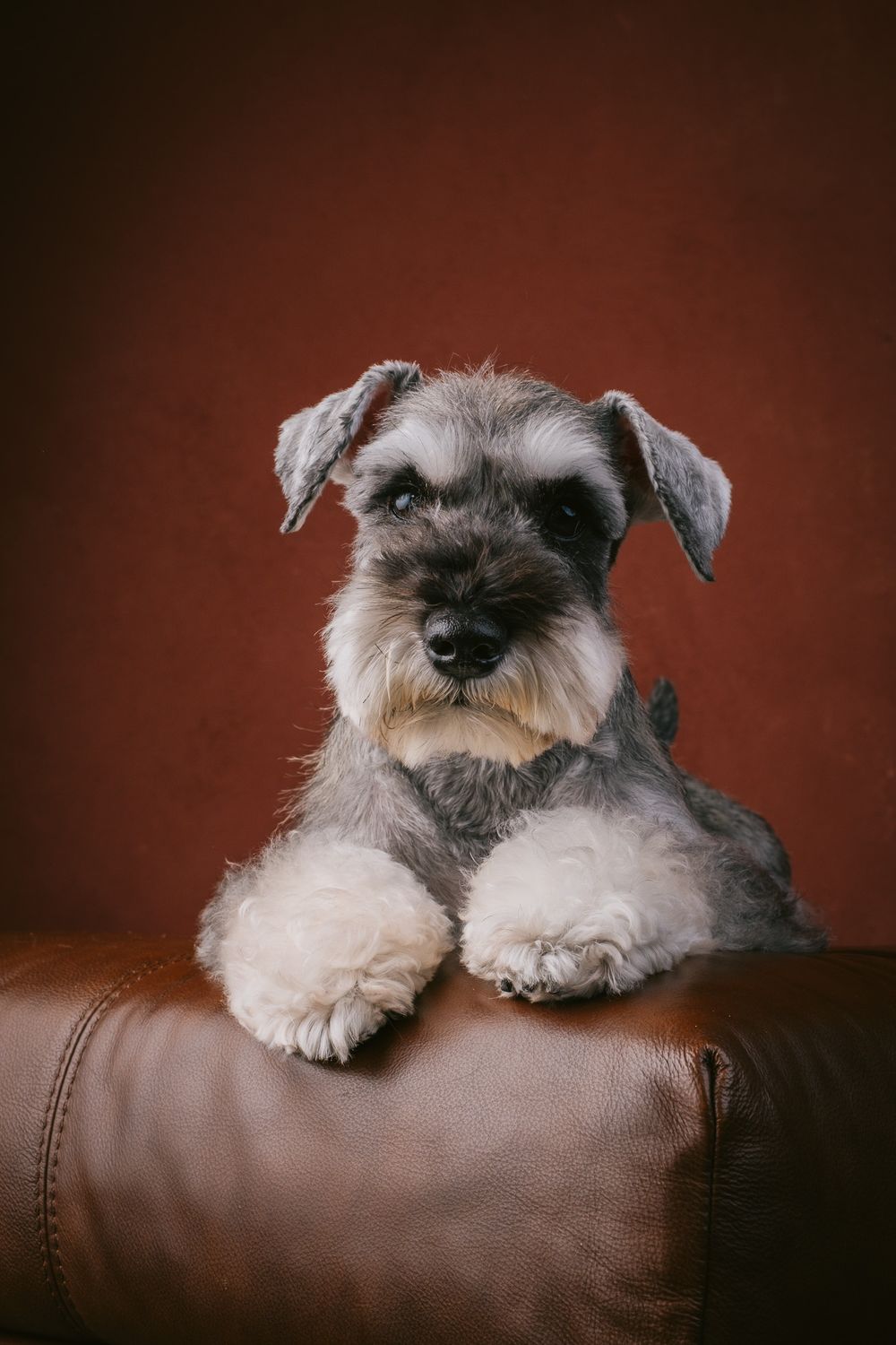 Dogs portrait by Furtographed