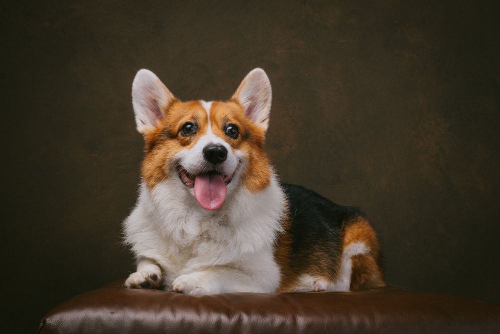 Dogs portrait by Furtographed