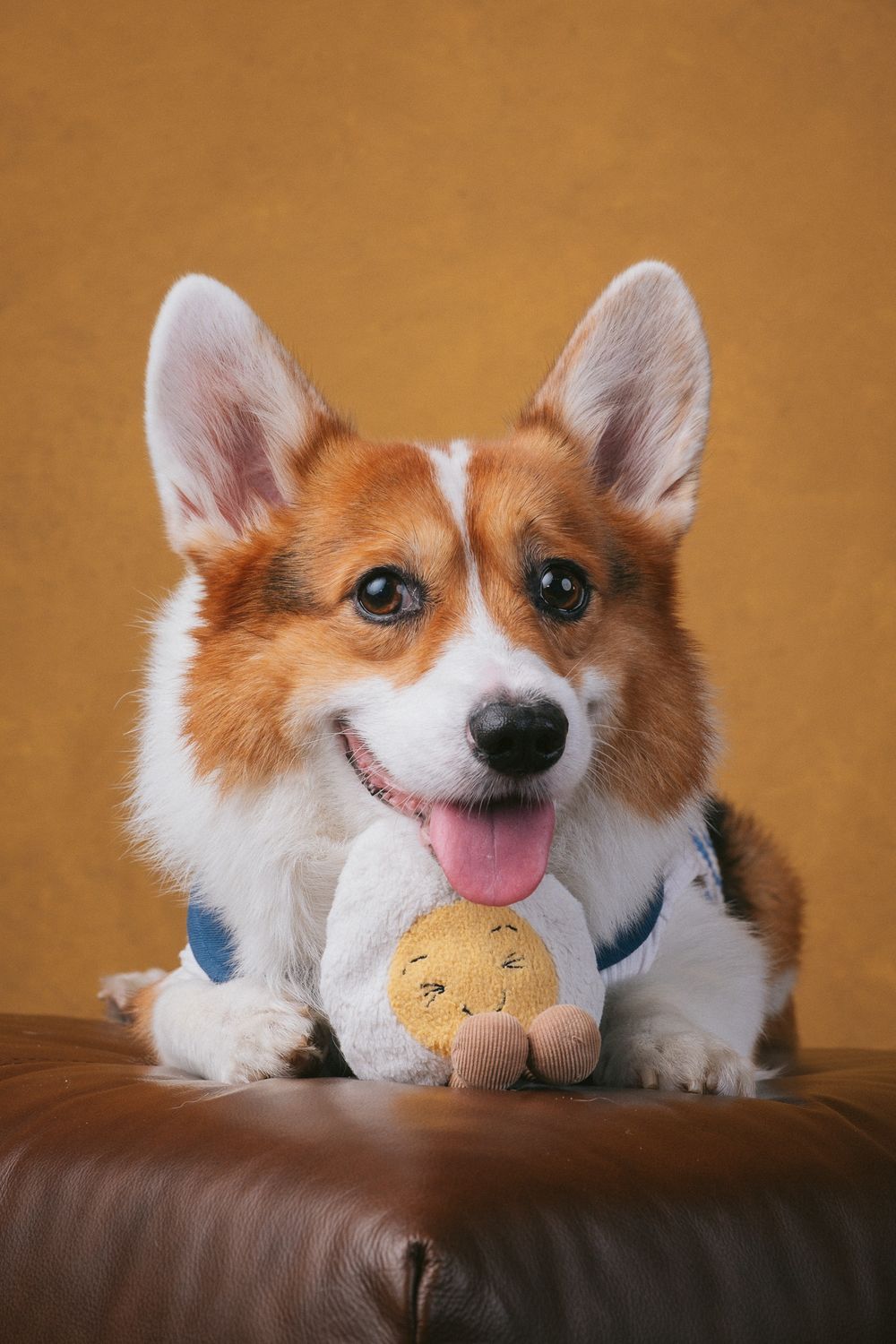 Dogs portrait by Furtographed