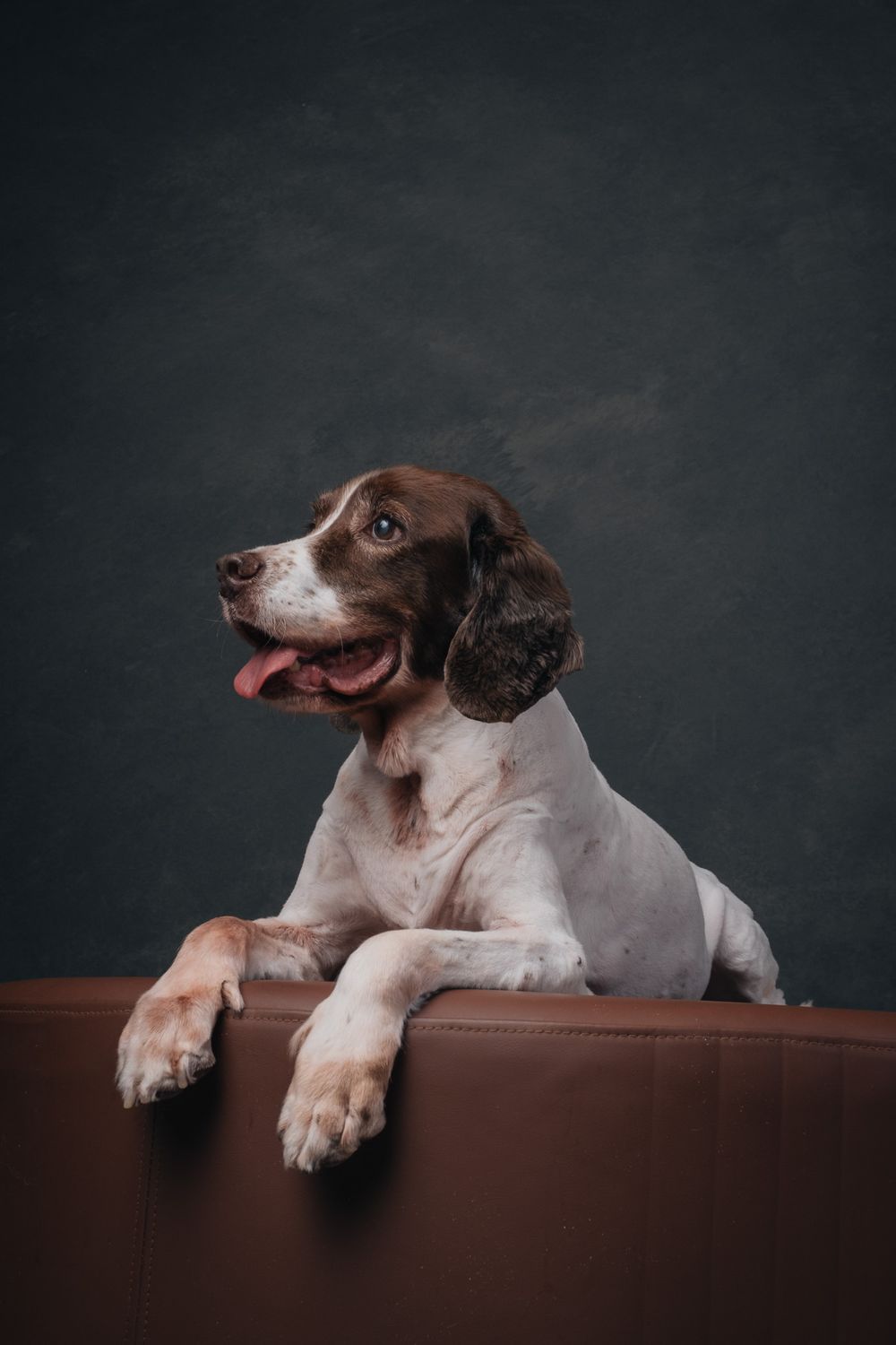 Dogs portrait by Furtographed