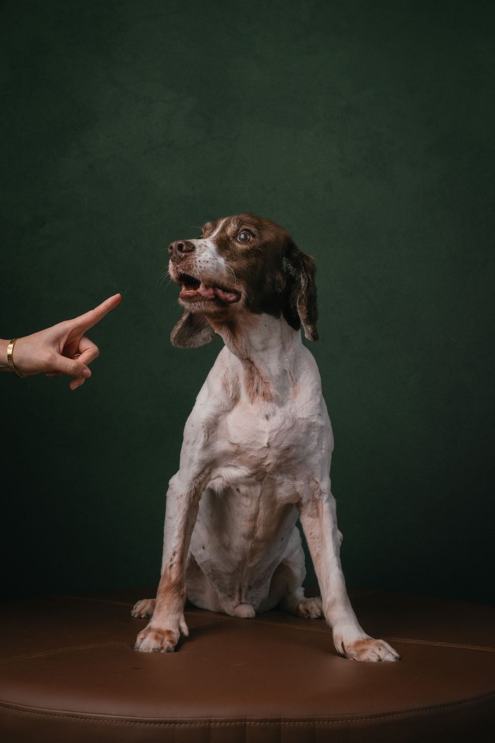 Dogs portrait by Furtographed
