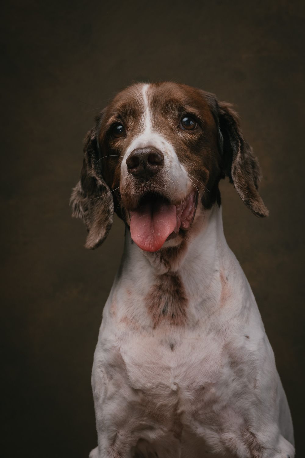 Dogs portrait by Furtographed
