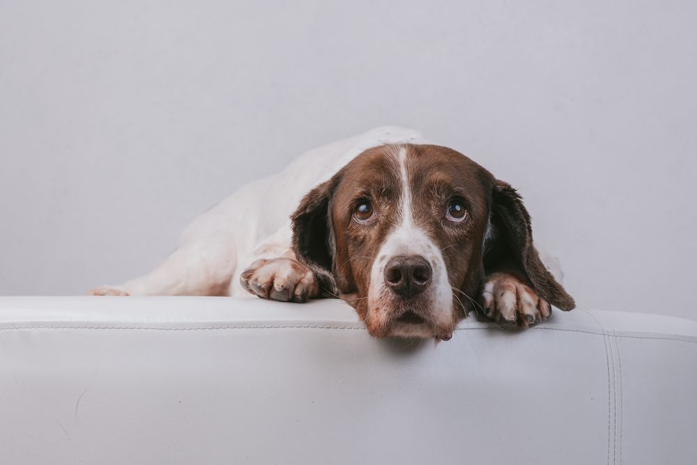 Dogs portrait by Furtographed