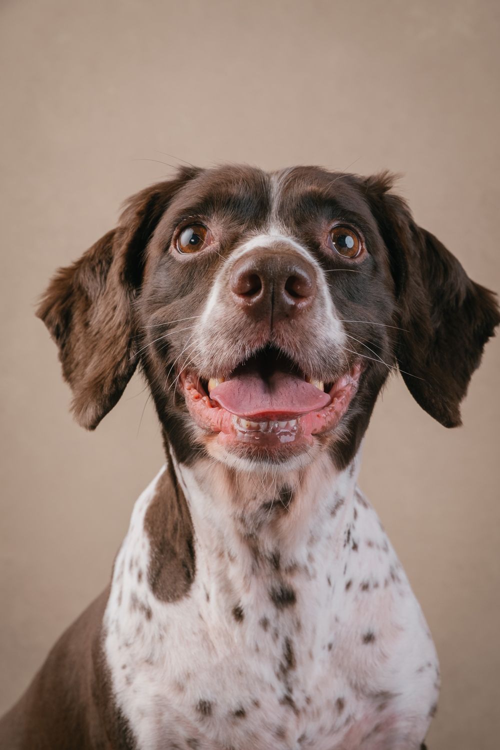 Dogs portrait by Furtographed