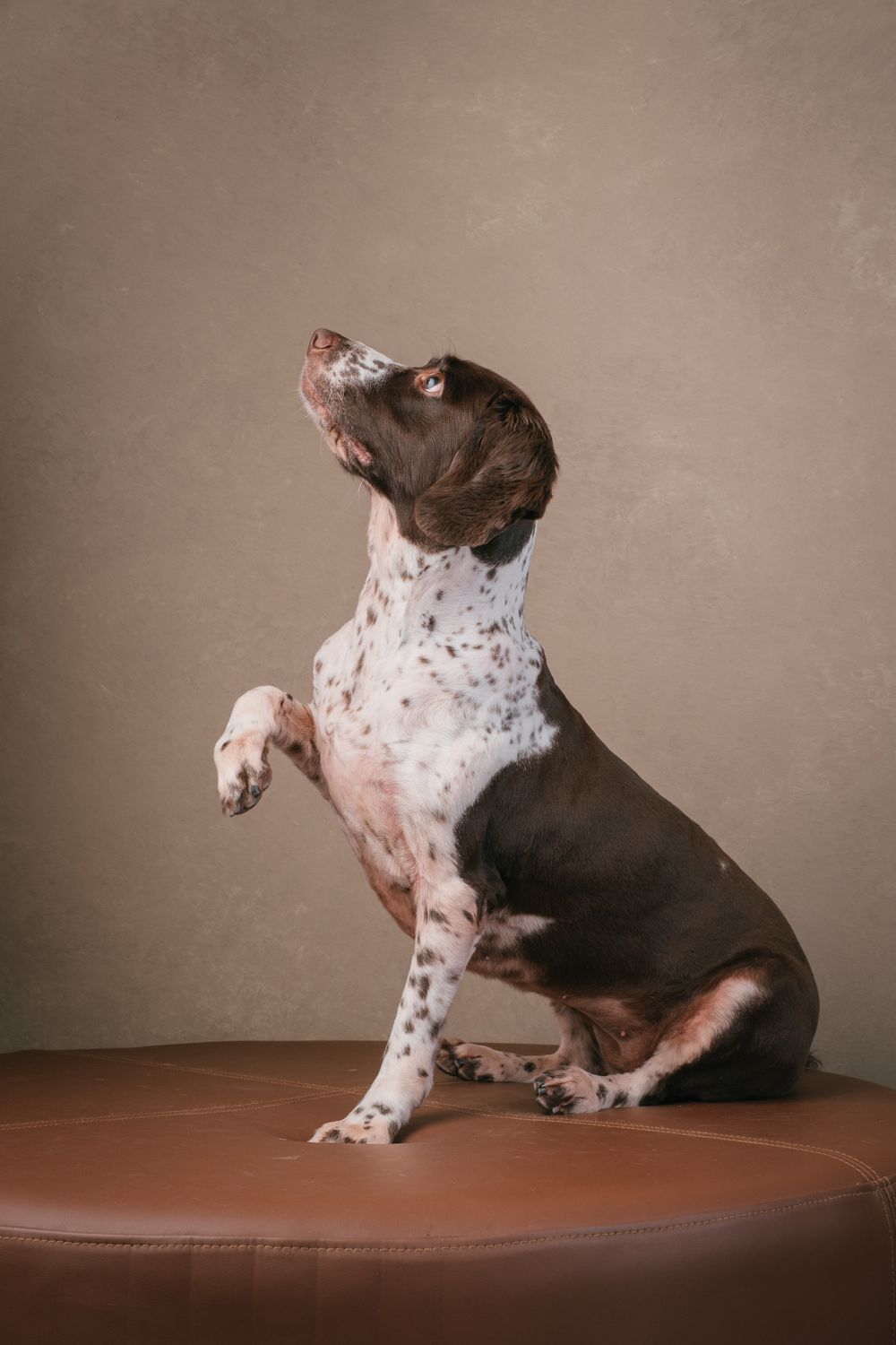 Dogs portrait by Furtographed