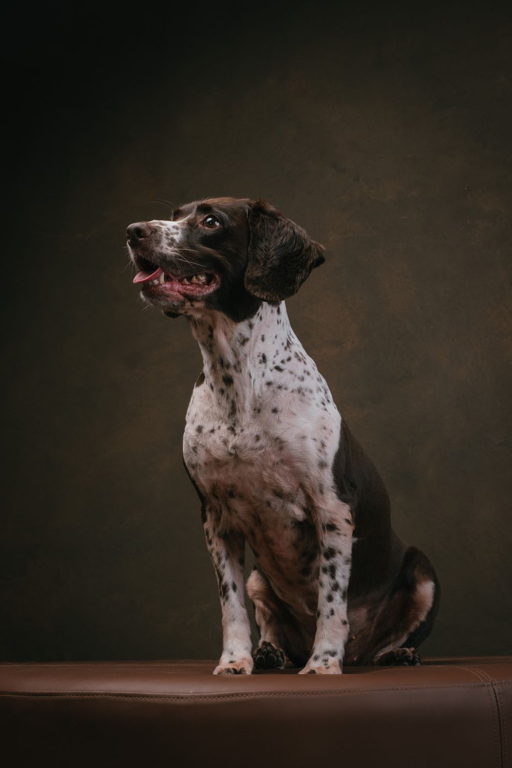 Dogs portrait by Furtographed