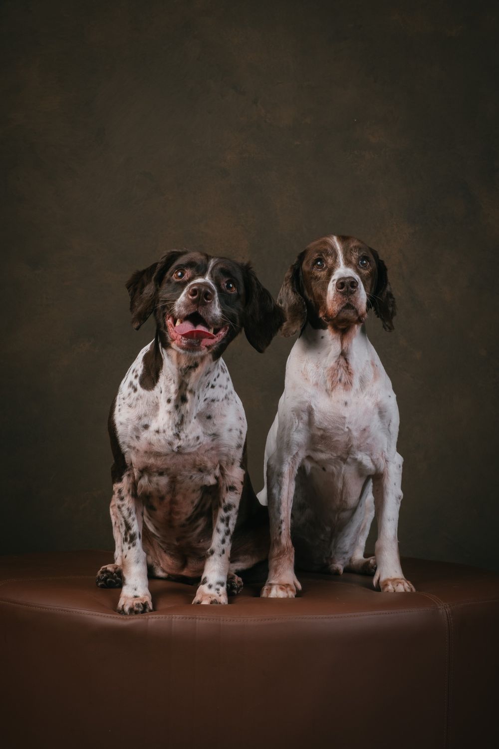 Dogs portrait by Furtographed