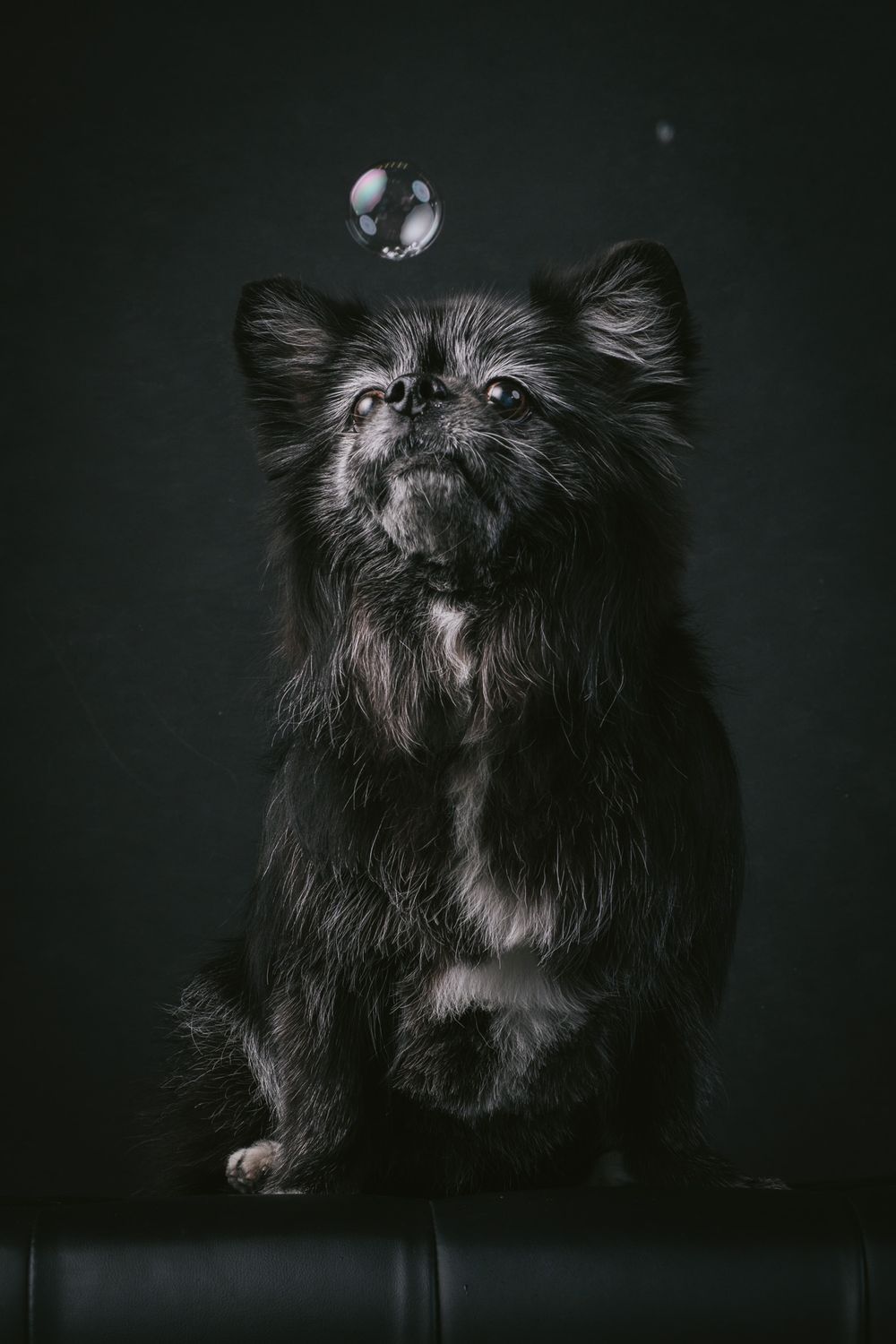 Dogs portrait by Furtographed