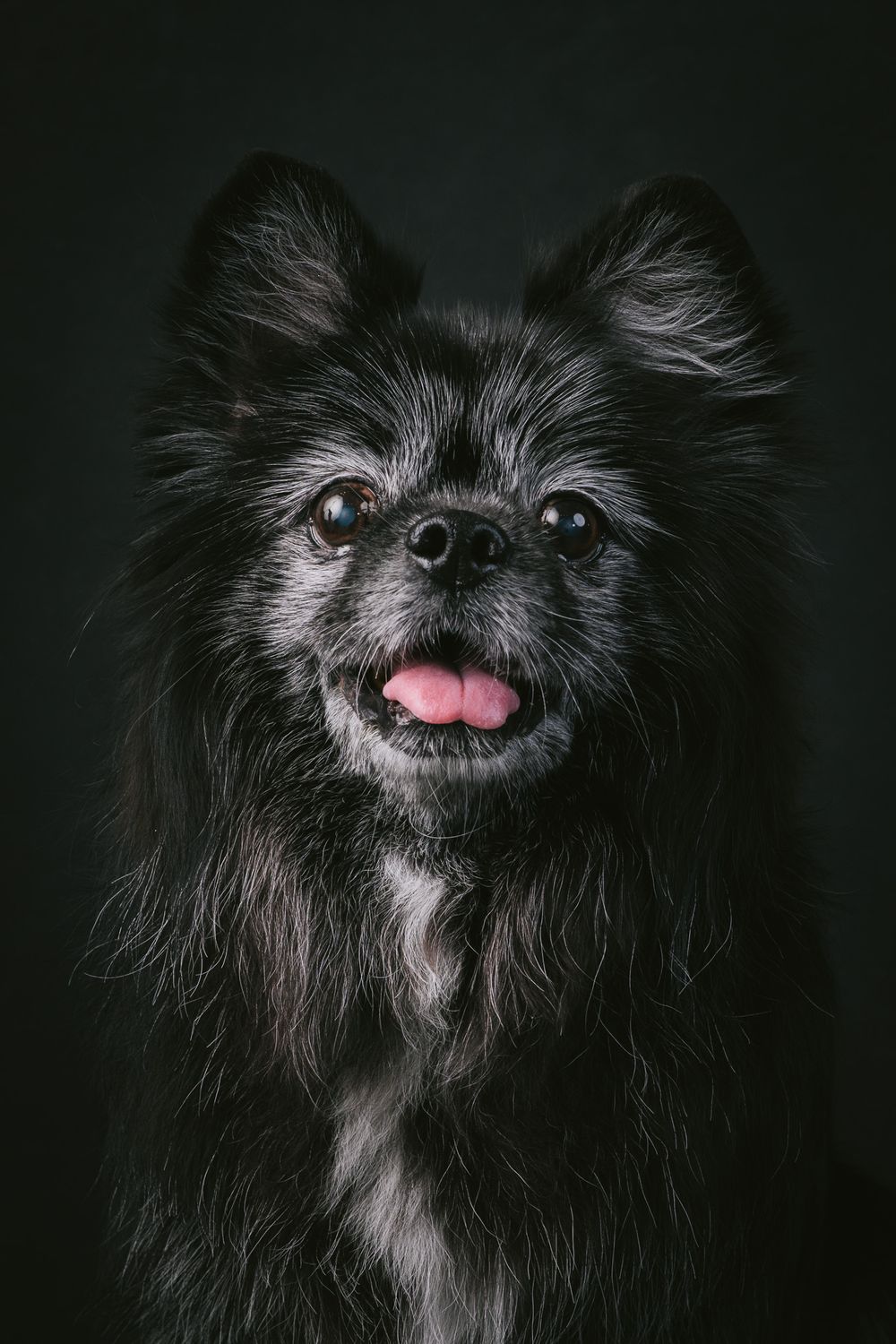 Dogs portrait by Furtographed