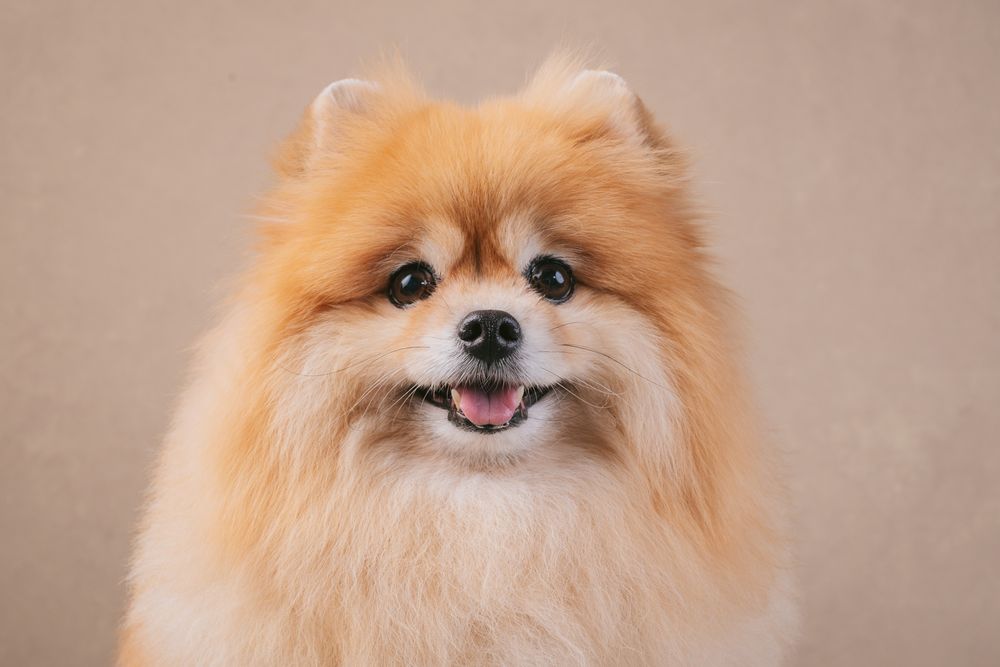 Dogs portrait by Furtographed
