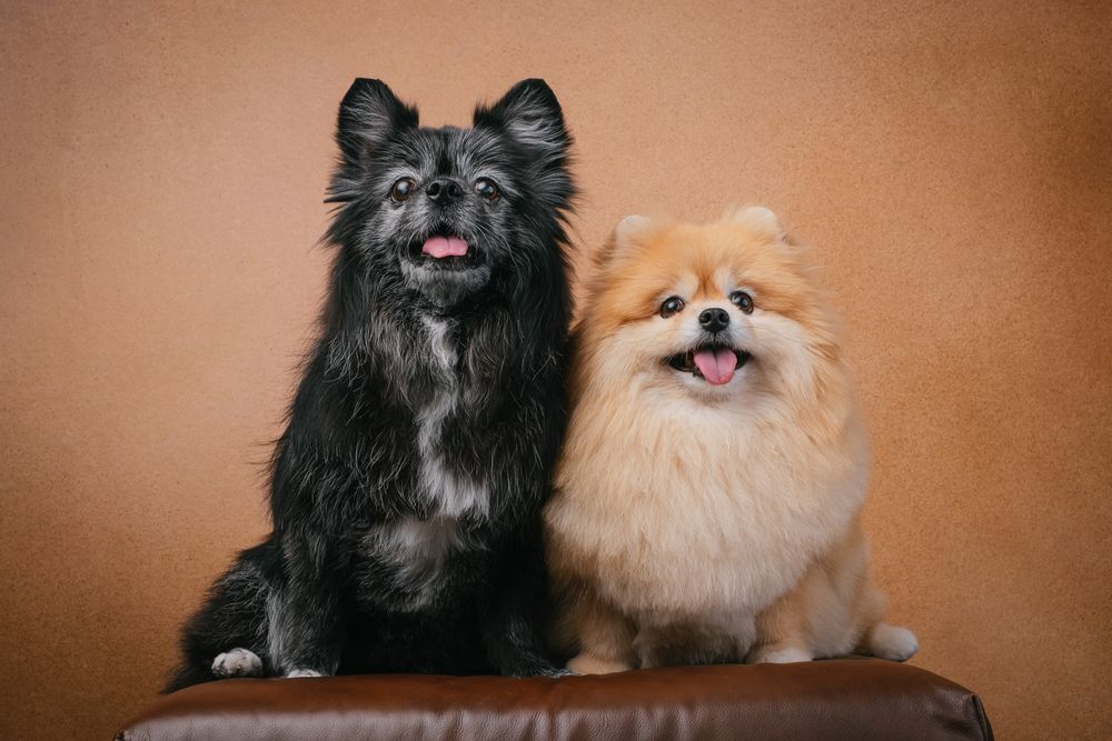 Dogs portrait by Furtographed