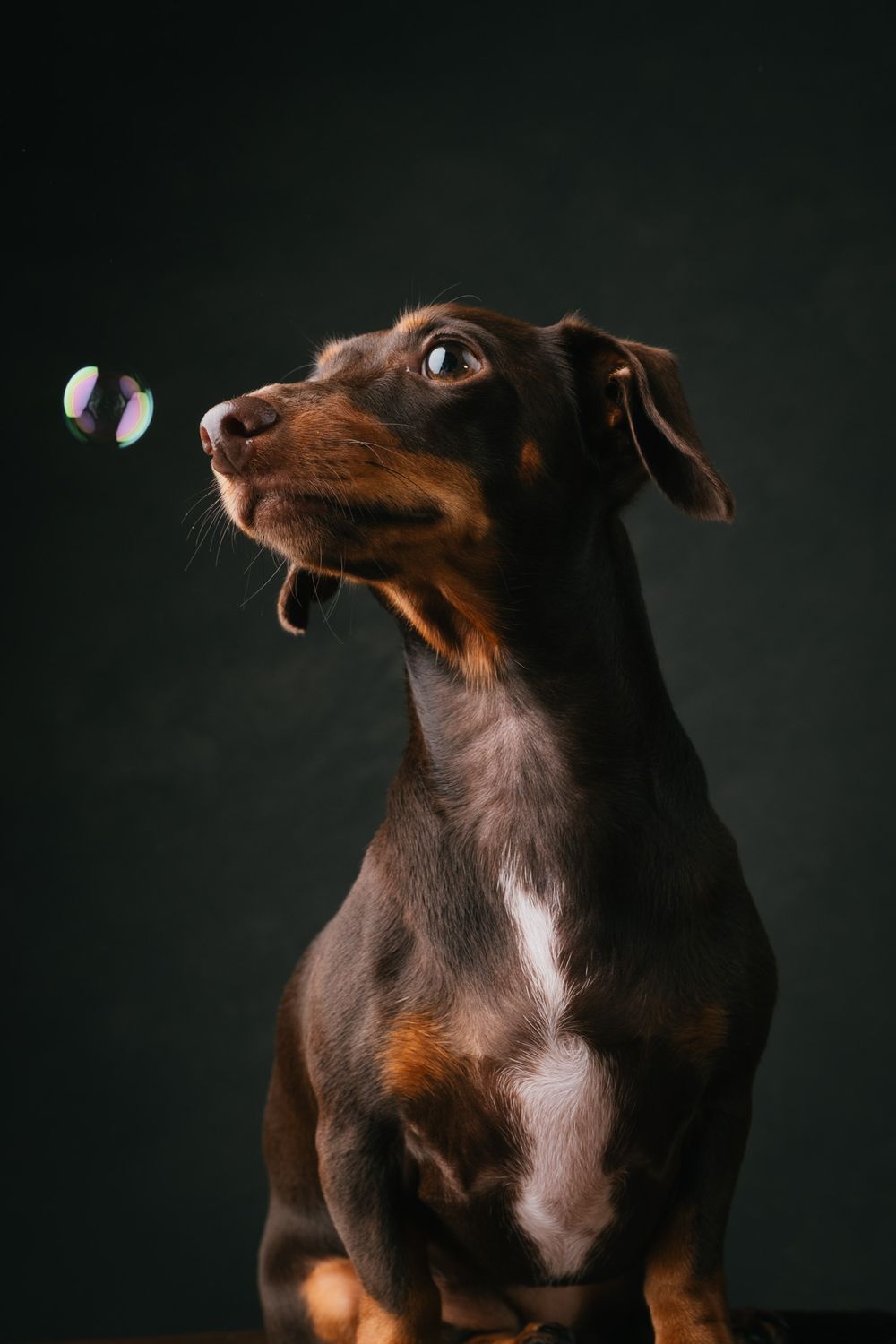 Dogs collection