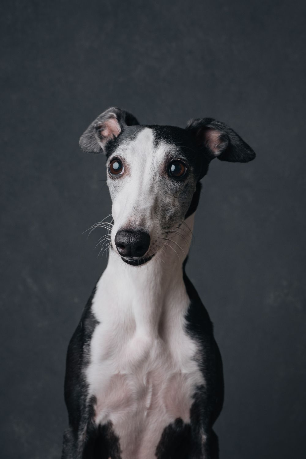 Dogs portrait by Furtographed