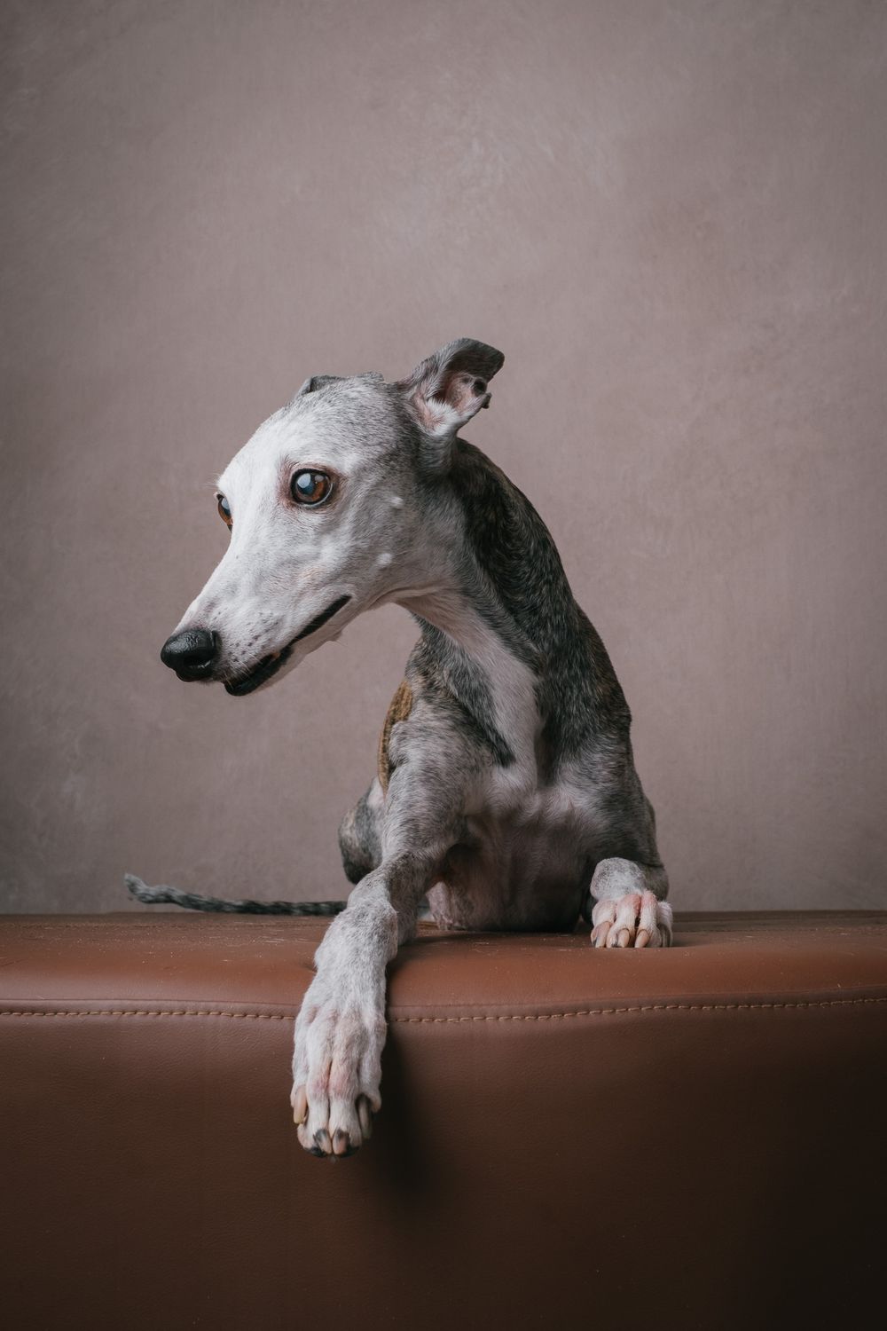 Dogs portrait by Furtographed