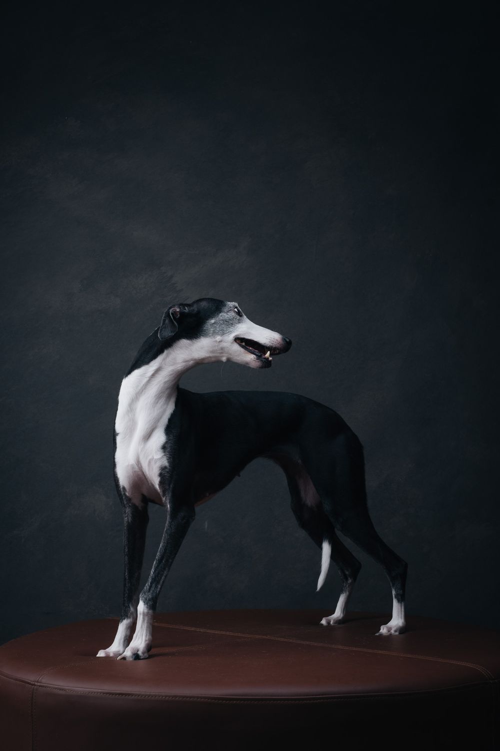 Dogs portrait by Furtographed