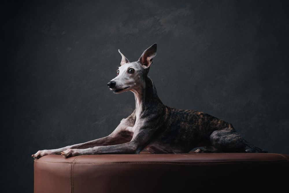 Dogs portrait by Furtographed