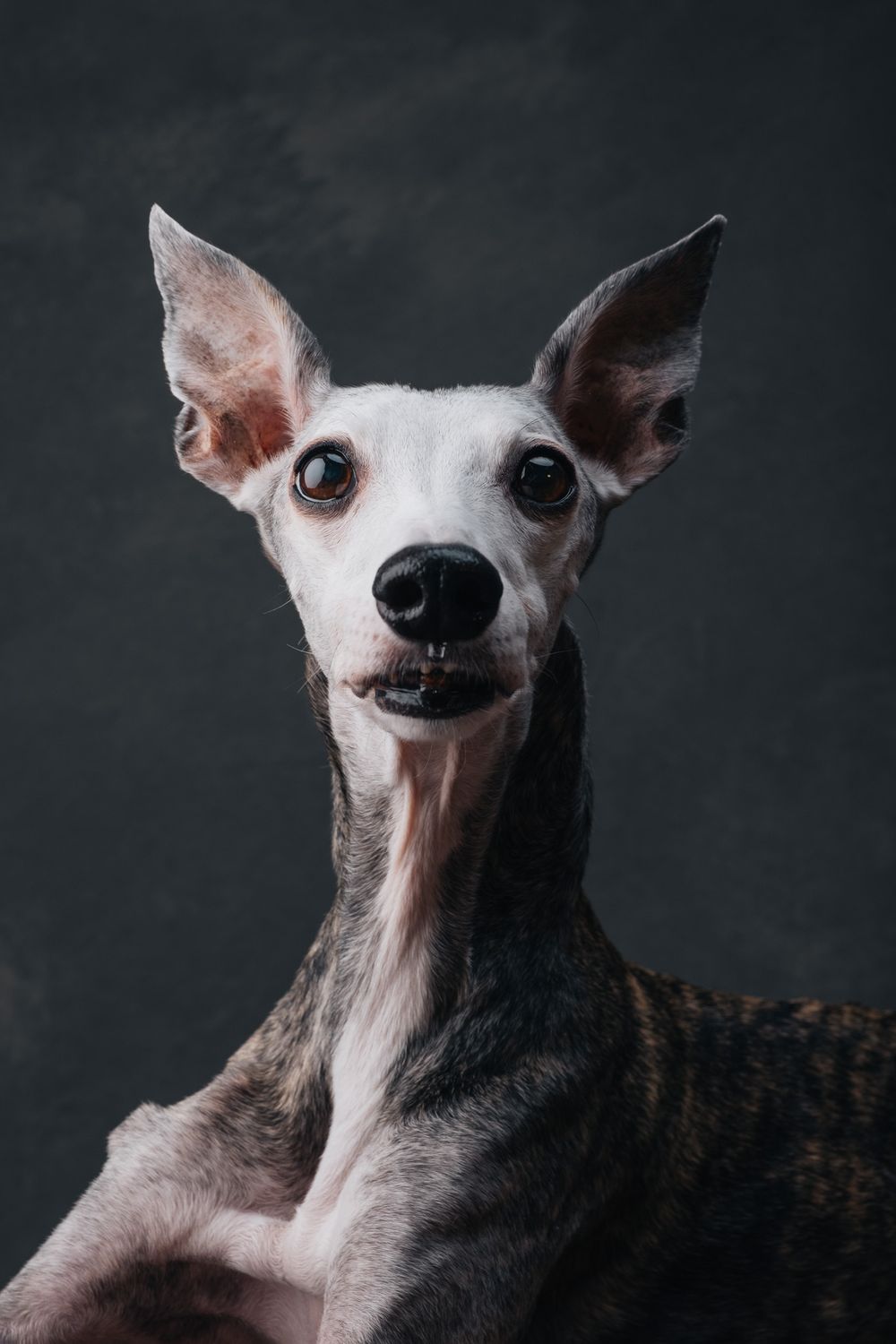 Dogs portrait by Furtographed