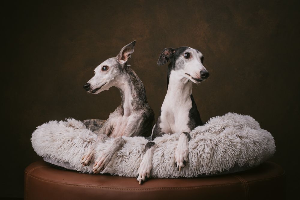 Dogs portrait by Furtographed