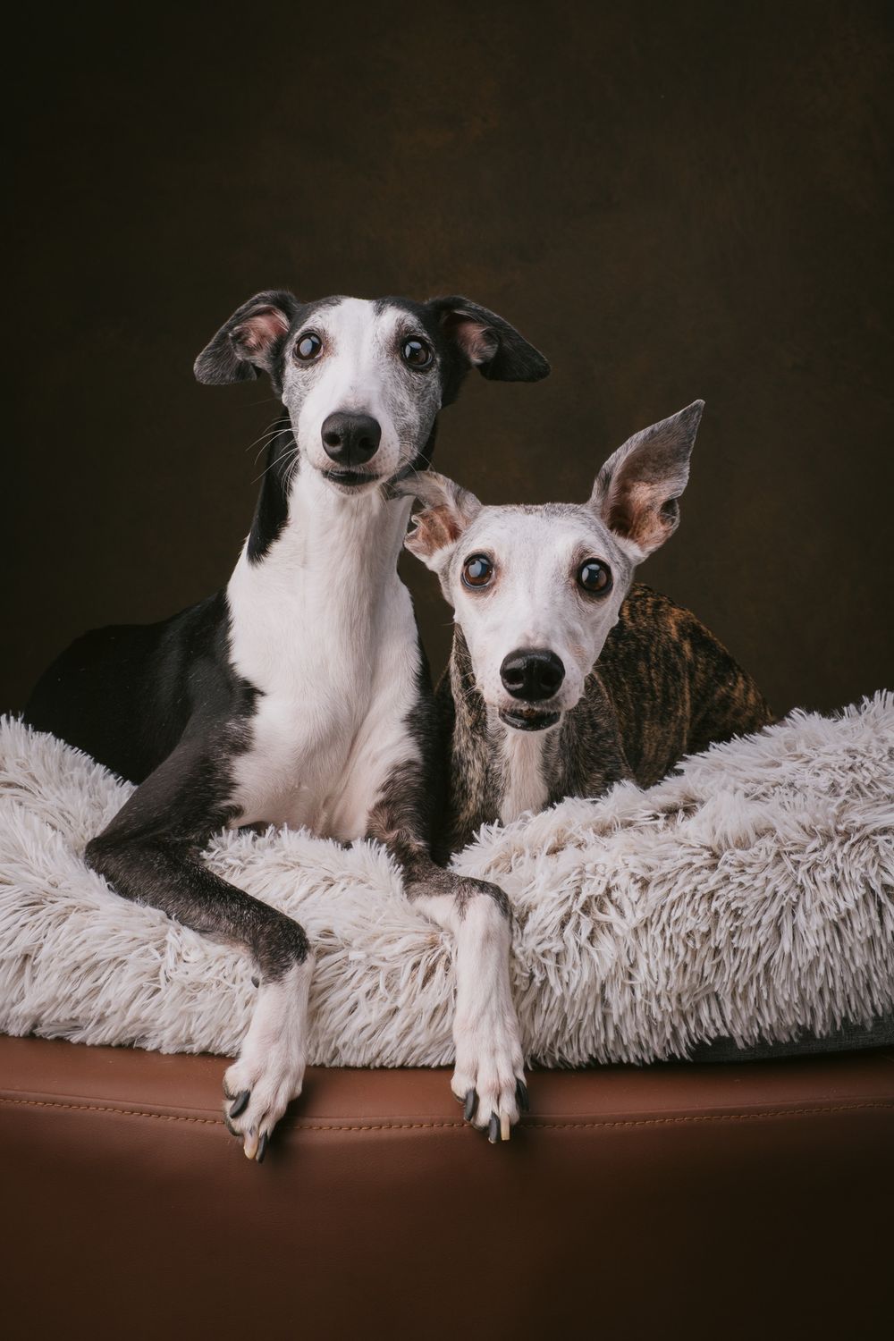 Dogs portrait by Furtographed