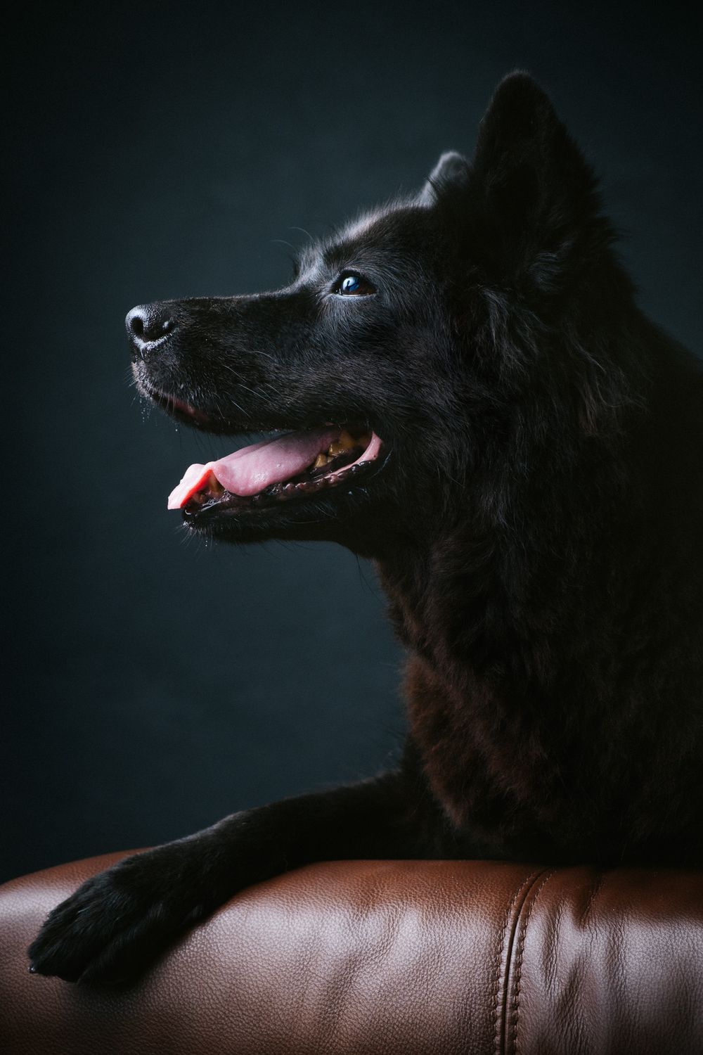 Rainbow Bridge portrait by Furtographed