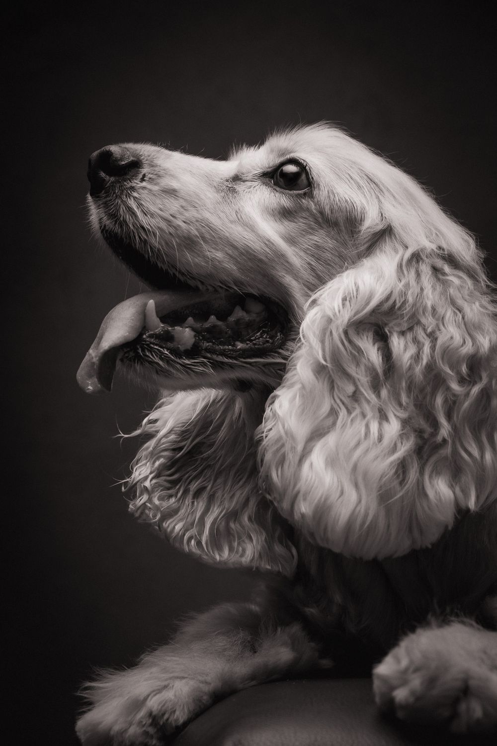 Rainbow Bridge portrait by Furtographed
